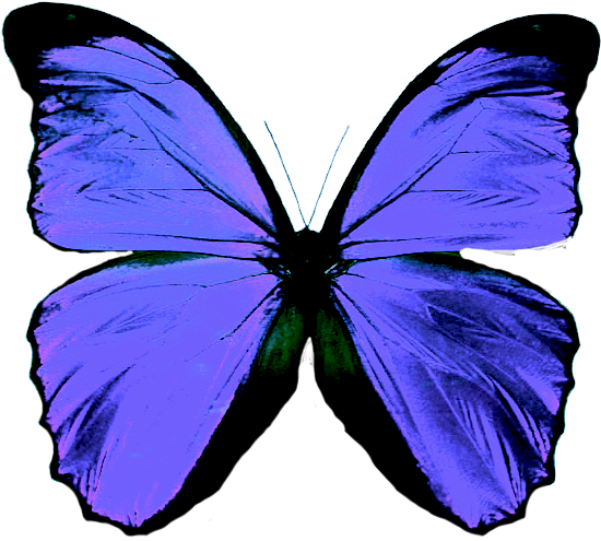 butterfly, symbol, insect Png images gallery