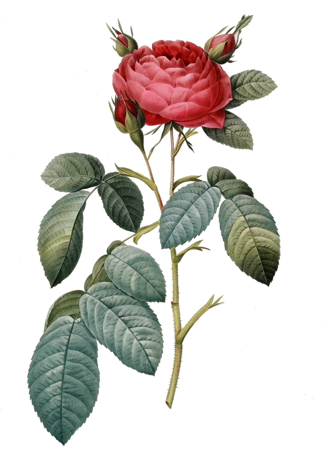 retro, rose, music png images background