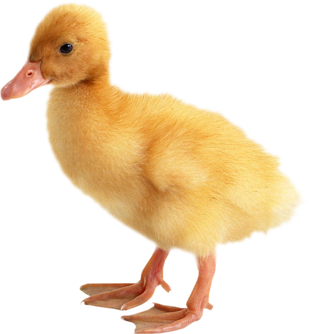 duck, cute, bird png background full hd 1080p