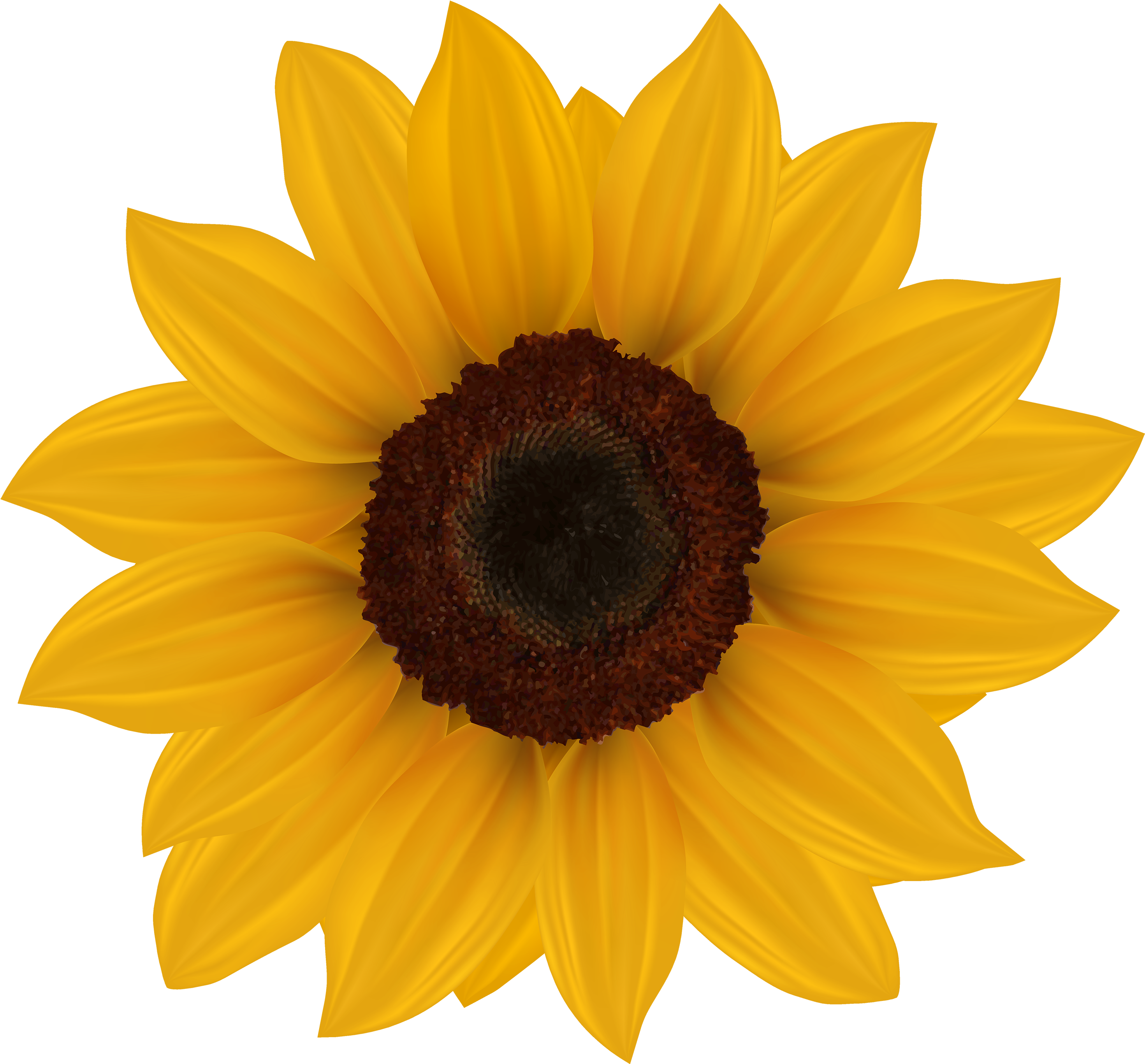flower, sunflower, abstract Png download free