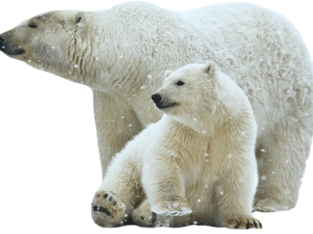 polar bear, abstract, background 500 png download