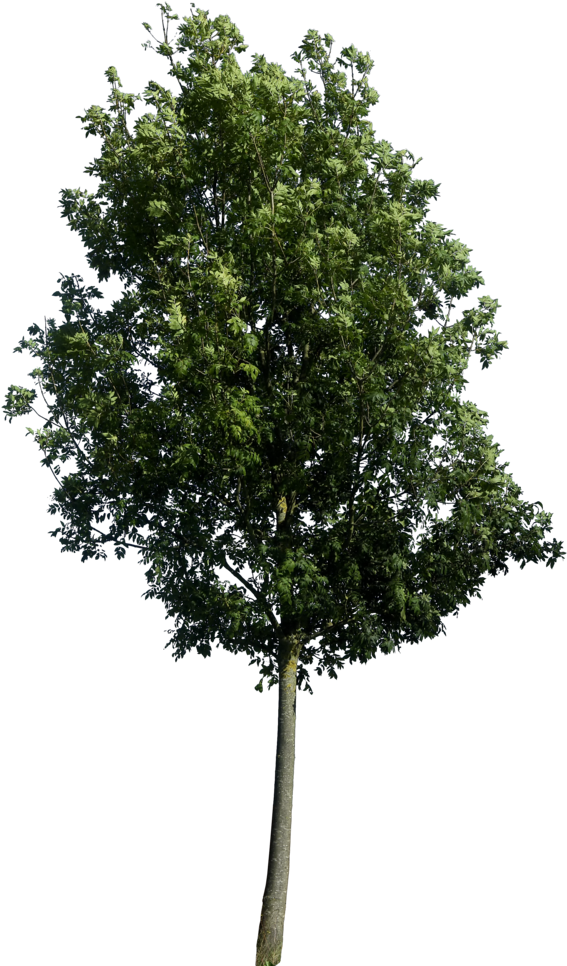 symbol, trees, leaf Png download for picsart