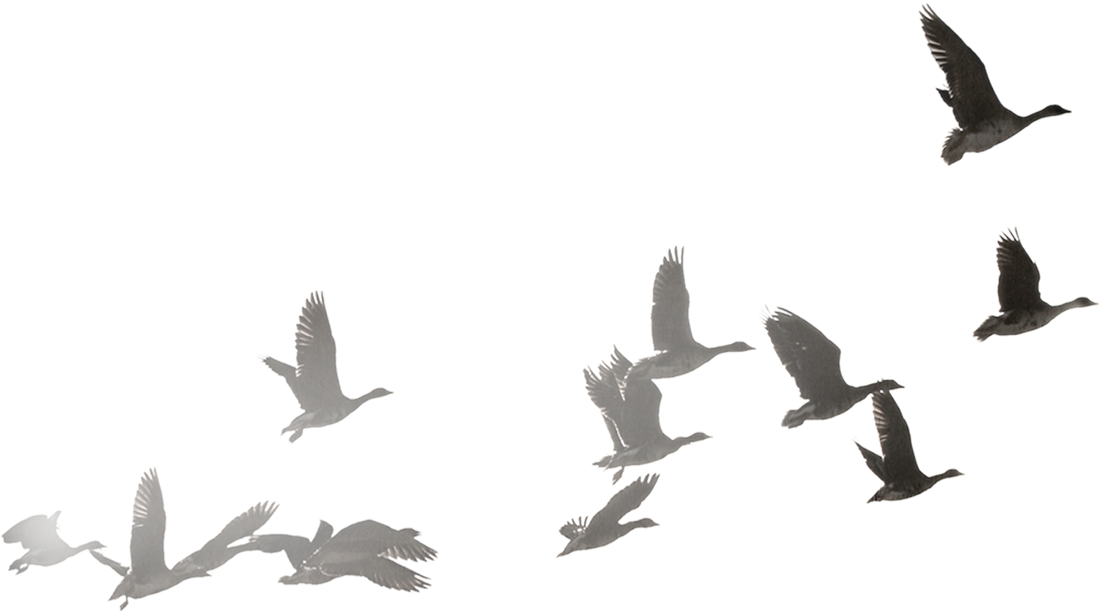 bird, black swan, flying bird silhouette Png download free