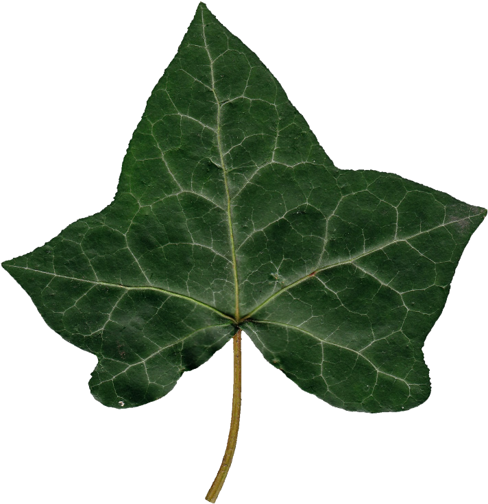 leaf, tree, plant Png images gallery