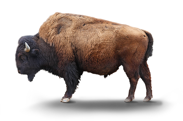 buffalo, texture, background Png Background Instagram