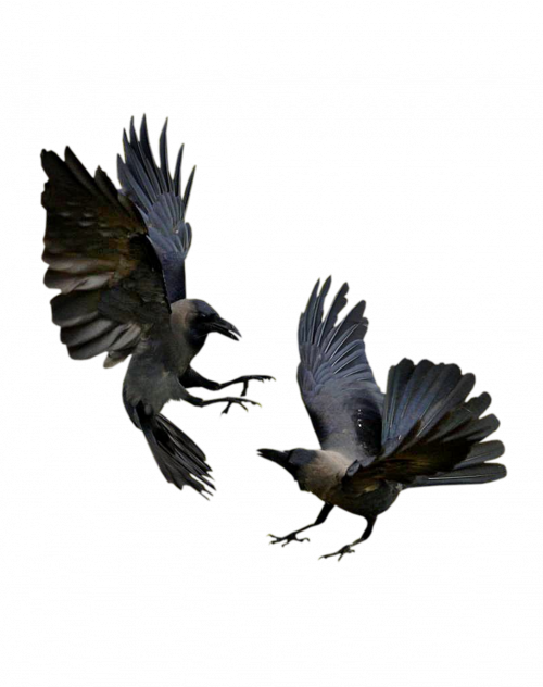 crow, fight, flowers png images background