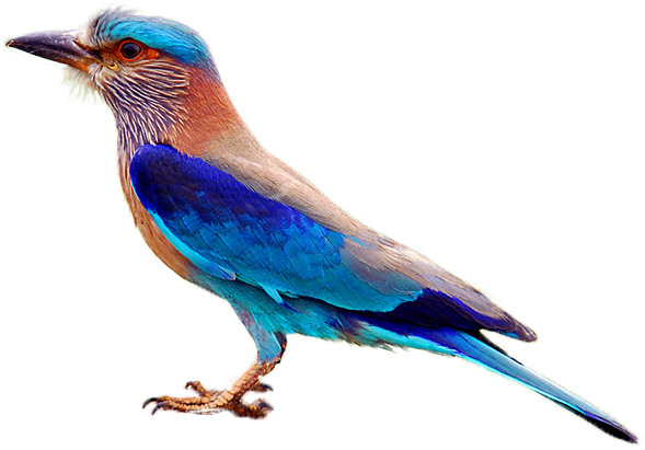 india, birds, sport png background download