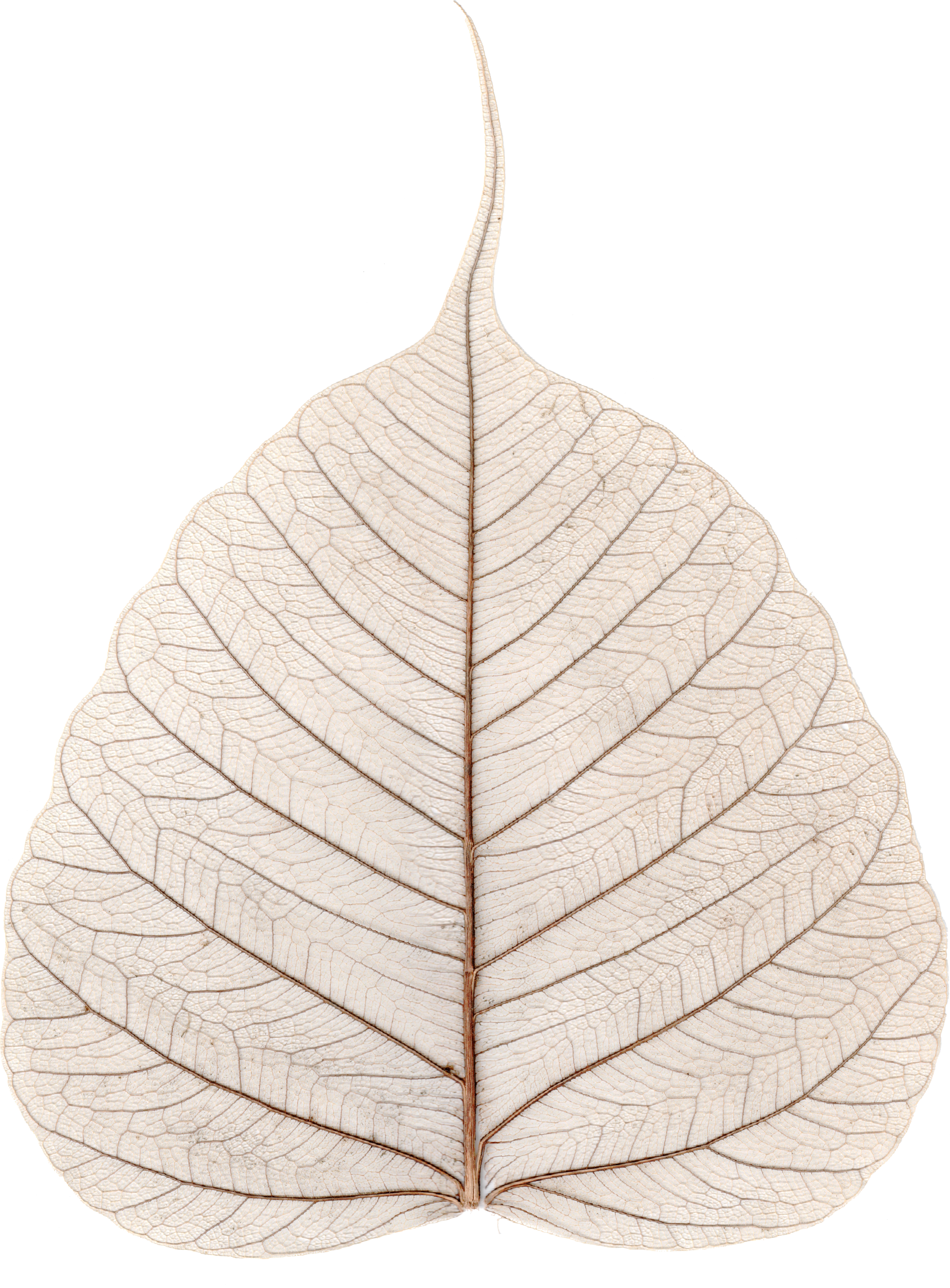 document, tree, archive png images online