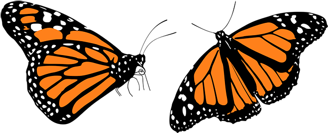 butterfly, illustration, insect Png images with transparent background
