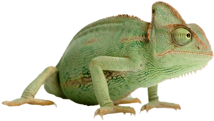 animal, lizard, book PNG images for editing